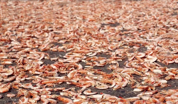 Tons of Shrimps — Stock Photo, Image