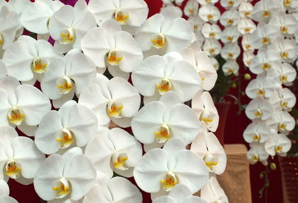 Bílý motýl orchideje — Stock fotografie