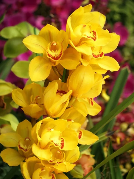 Orquídeas borboletas amarelas — Fotografia de Stock