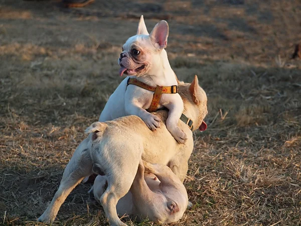 Três cachorros bulldog franceses — Fotografia de Stock