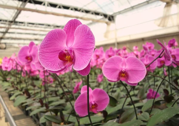 Viveiro de orquídeas grandes — Fotografia de Stock