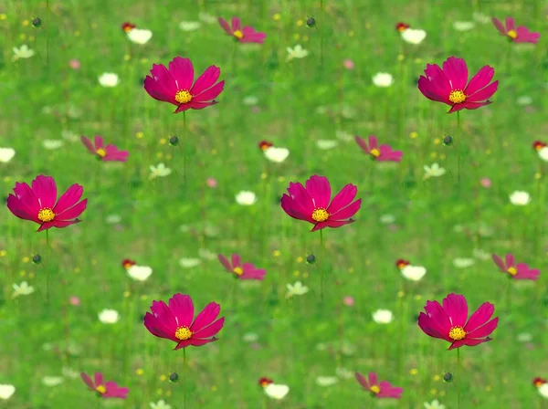Летний луг с цветами — стоковое фото