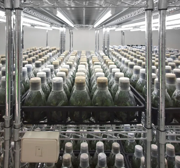 科学的な蘭の成長の保育園 — ストック写真