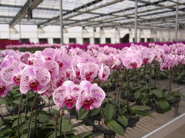 Vivero de orquídeas a gran escala — Foto de Stock