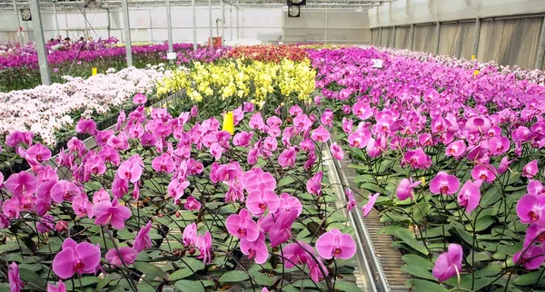 Guardería grande de la orquídea — Foto de Stock