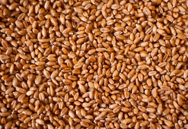 Grãos de trigo germinados como fundo — Fotografia de Stock