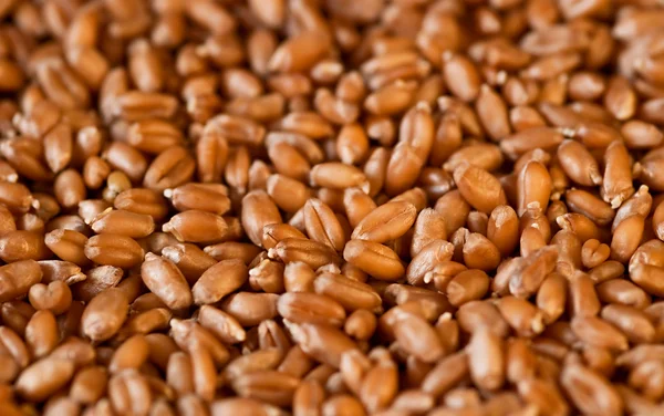 Germinated wheat grains as background — Stock Photo, Image