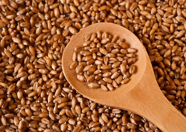 Germinated wheat in wooden spoon — Stock Photo, Image