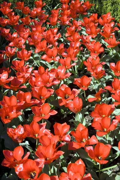 Rozkvetlé květy — Stock fotografie