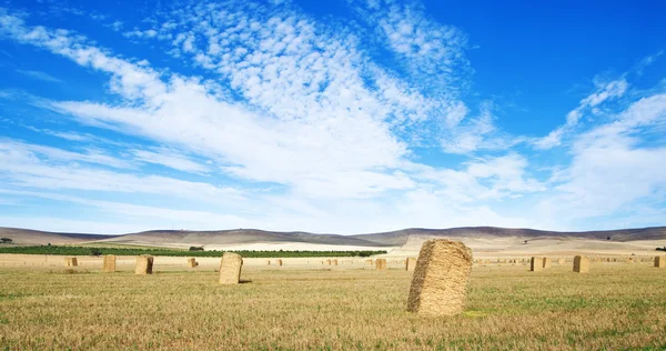 Campo di grano nel paese — Foto Stock