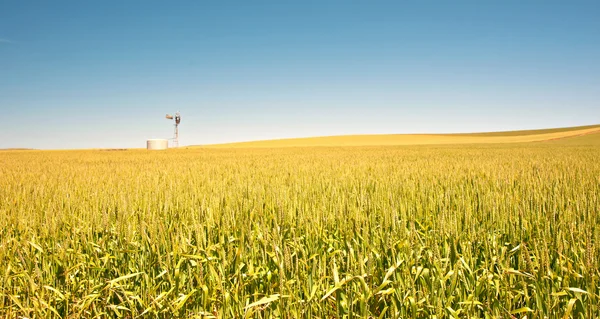 Пшеничное поле в стране — стоковое фото
