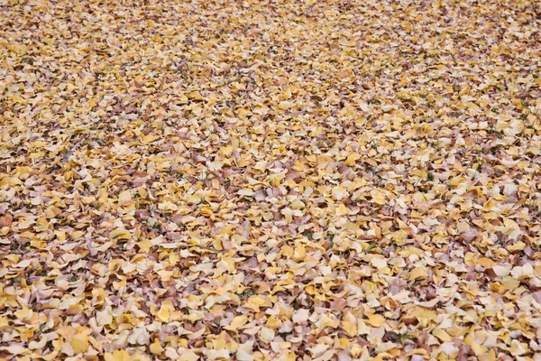 stock image Autumn leaves background