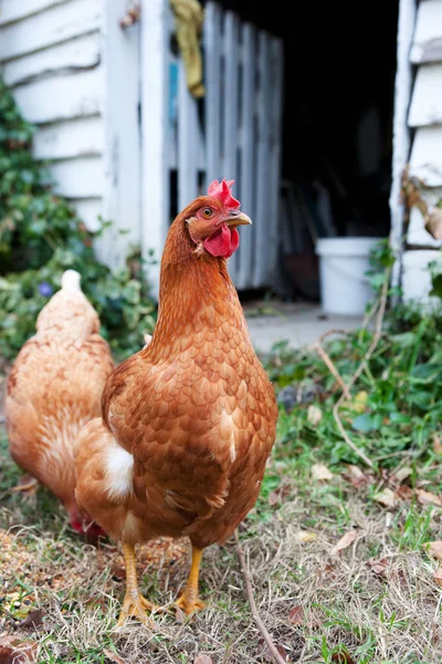 Pollos marrones en el patio — Foto de Stock