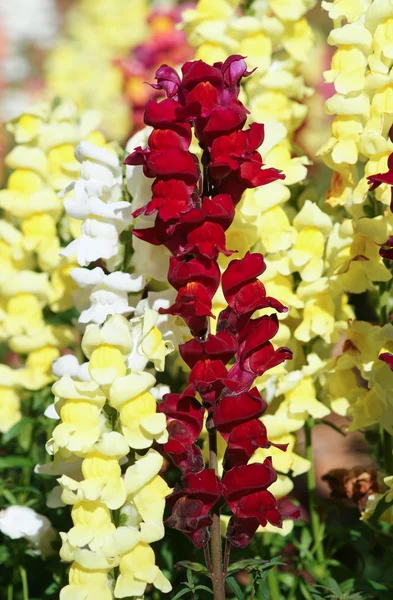 Snapdragon の花の背景 — ストック写真