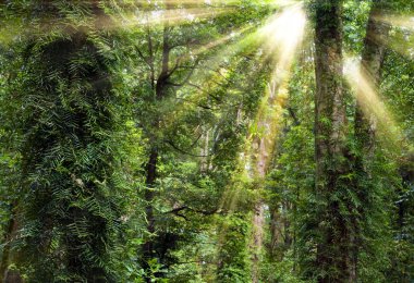 Sunshine through trees in rain forest clipart