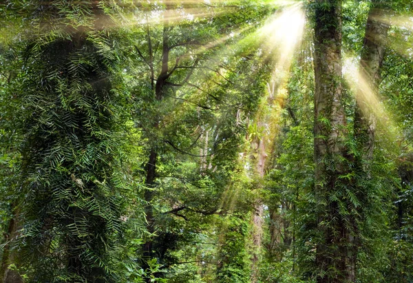 Sinar matahari melalui pohon di hutan hujan — Stok Foto