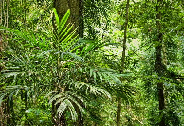 Piękno lasów tropikalnych — Zdjęcie stockowe