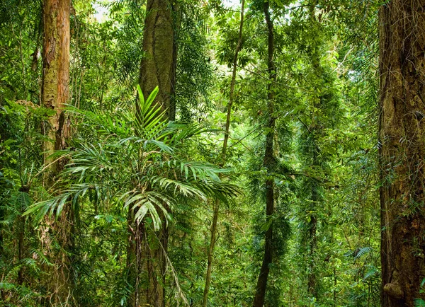 Belas plantas árvores na floresta tropical — Fotografia de Stock