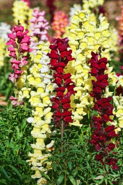 Beautiful snapdragon flowers clipart