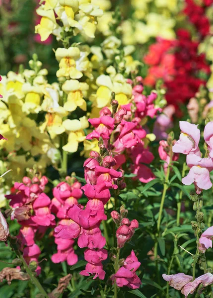 Beautiful snapdragon flowers — Stock Photo, Image