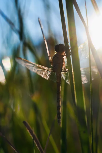 Dragonfly περιμένοντας τον ήλιο — Φωτογραφία Αρχείου