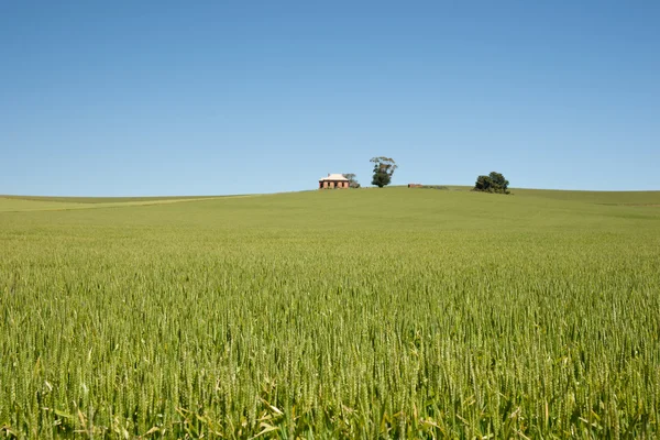 Field of wheat landscape — Stock Photo, Image