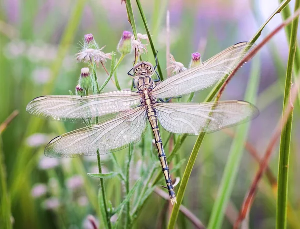 Dragonfly waiting for the sun — Stock Photo, Image