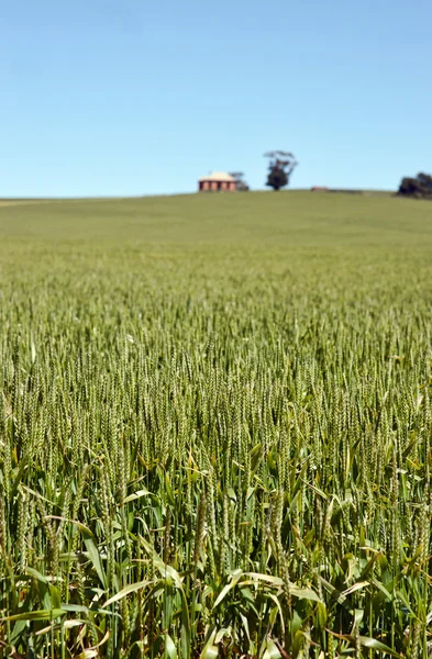 Поле пшеничного пейзажу — стокове фото