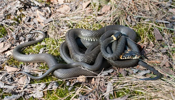 Trzy węże — Zdjęcie stockowe
