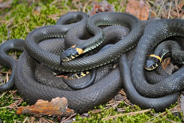 Tres serpientes —  Fotos de Stock