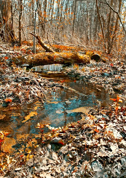 Wood creek. Autumn solar day in wood.