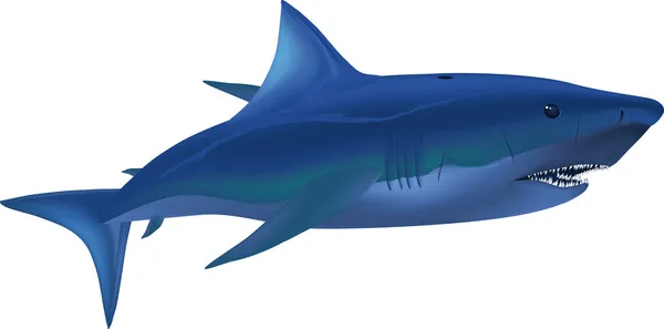 큰 백 상어 — 스톡 벡터