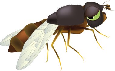 Fly clipart