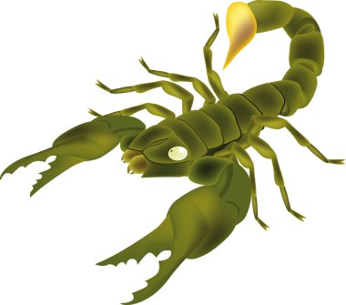 Insect scorpion clipart
