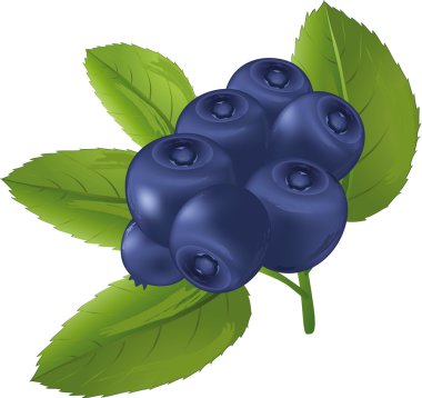 Bilberry clipart