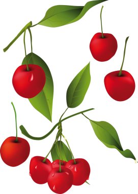 Cherry branches clipart
