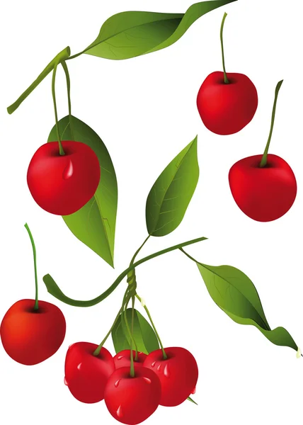 Cherry branches — стоковый вектор