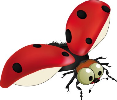 Ladybird clipart