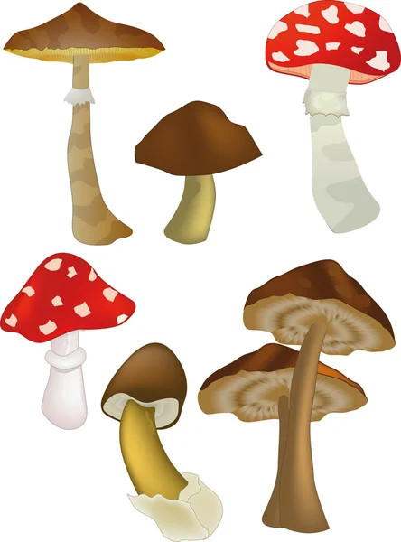 Funghi di legno — Vettoriale Stock