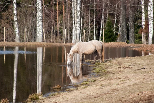 Horse watering — Stock Photo, Image