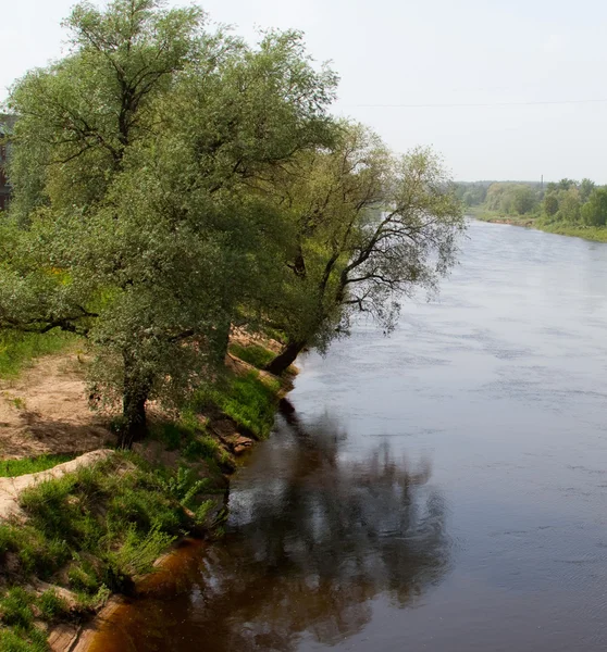 Árboles en la orilla del río —  Fotos de Stock