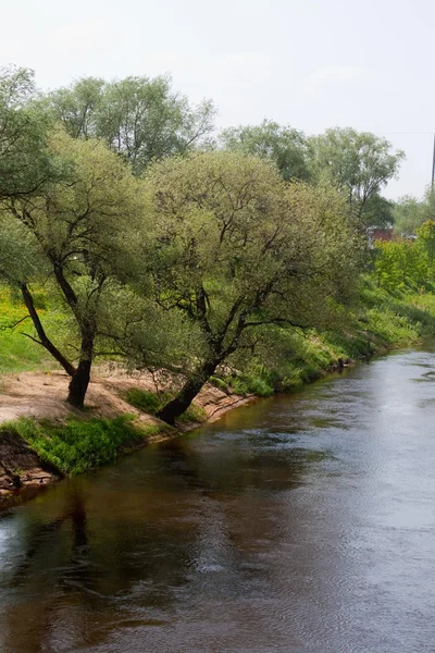 Деревья на берегу реки — стоковое фото