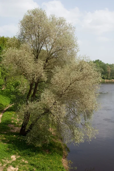 Деревья на берегу реки — стоковое фото