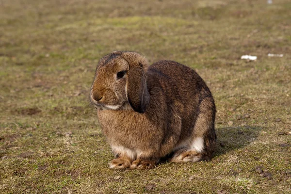 茶色ウサギ ストック写真