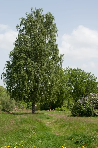 Drzewa na brzegu rzeki Obrazek Stockowy