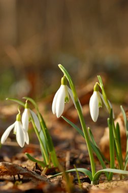 Snowdrops clipart