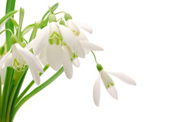 Snowdrop clipart