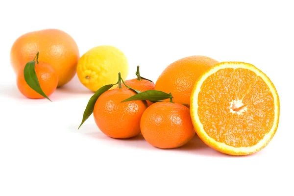 異なる柑橘類 — ストック写真