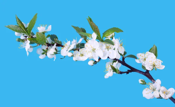 Сherry flowers — Stock Photo, Image