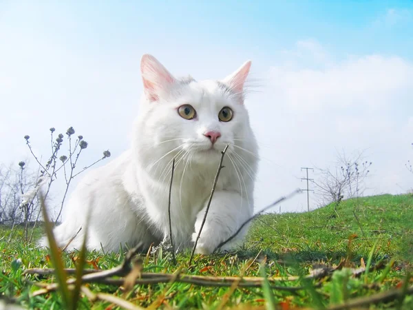 stock image Cat hunter